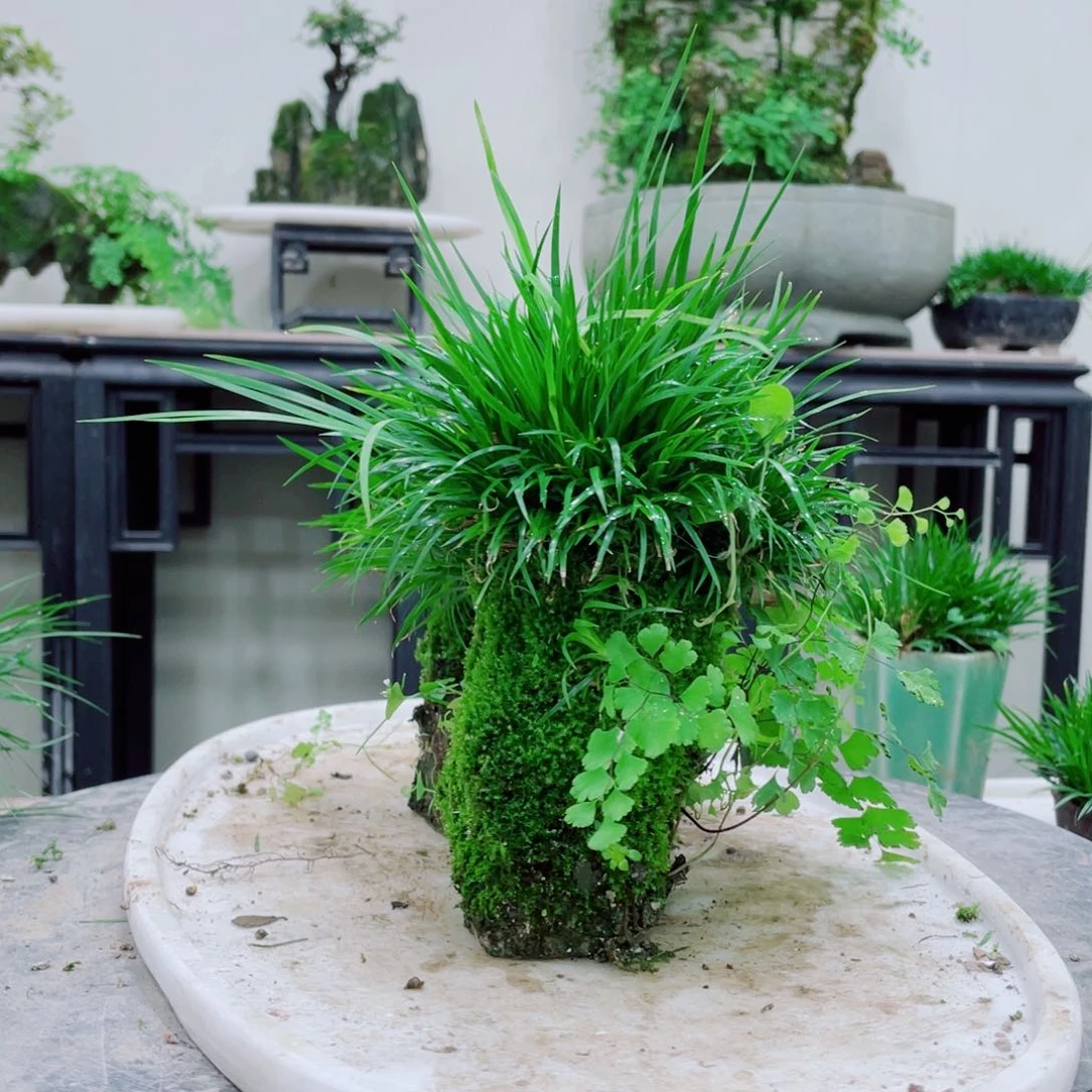 无铅玻璃古**房铁线蕨的一个