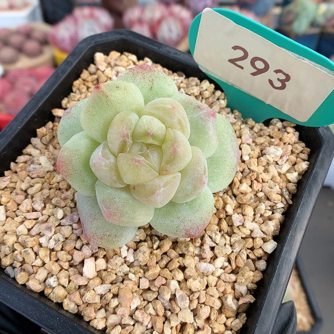 293 黄透心冰玉石化