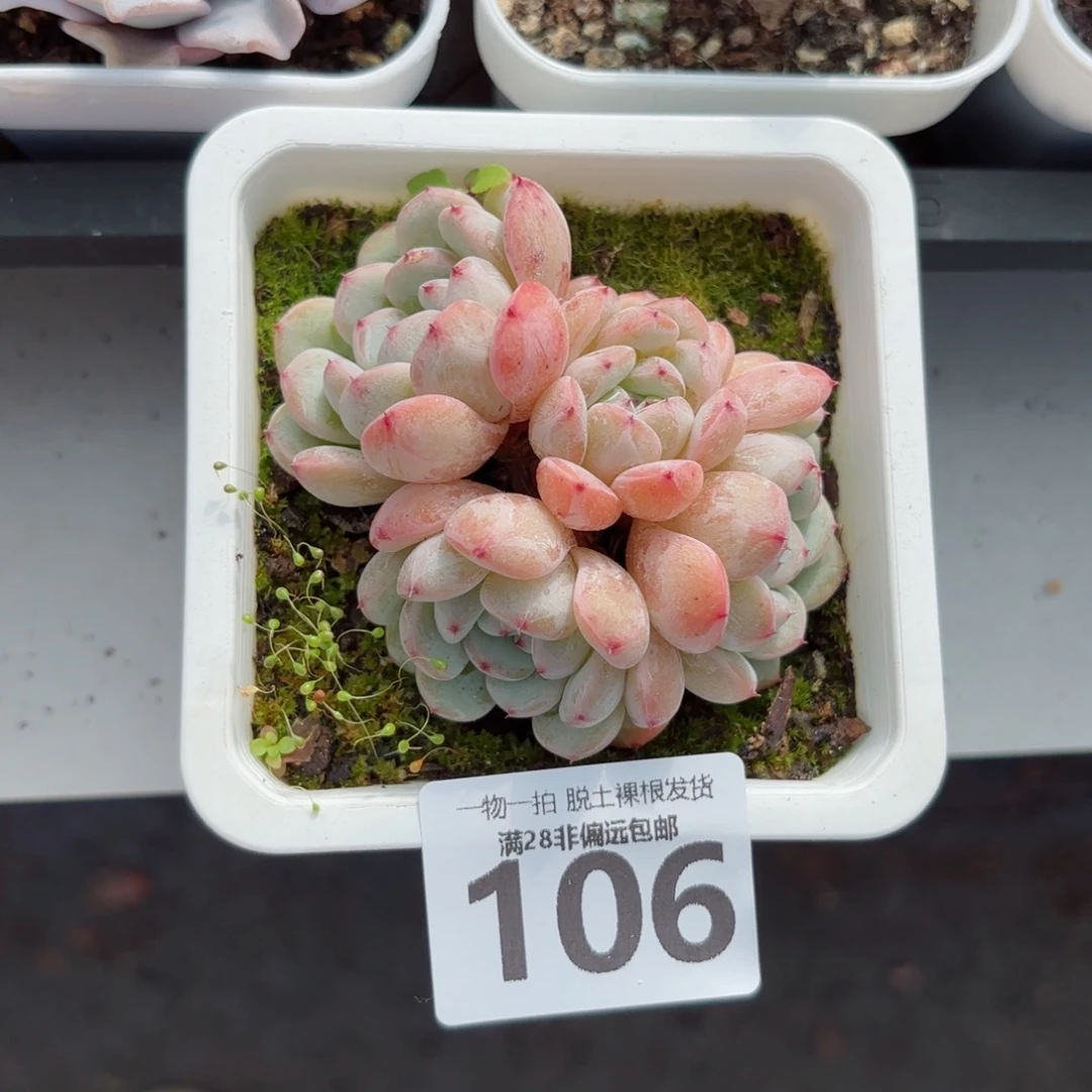 雪爪老桩无盆土发货