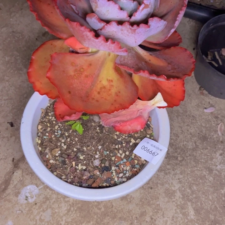 *****多肉一物一拍6667