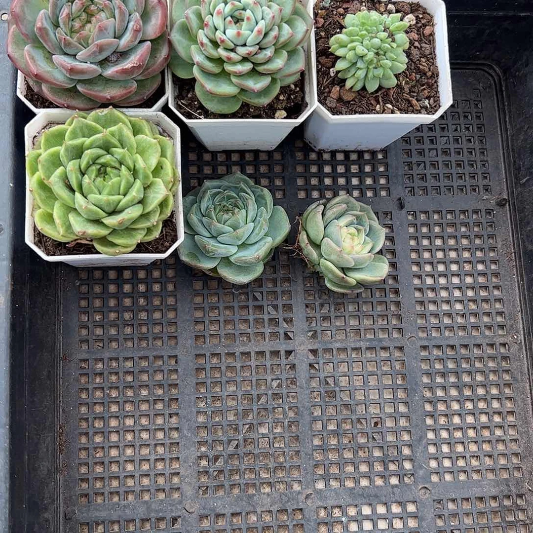 一组6颗、12.8包邮