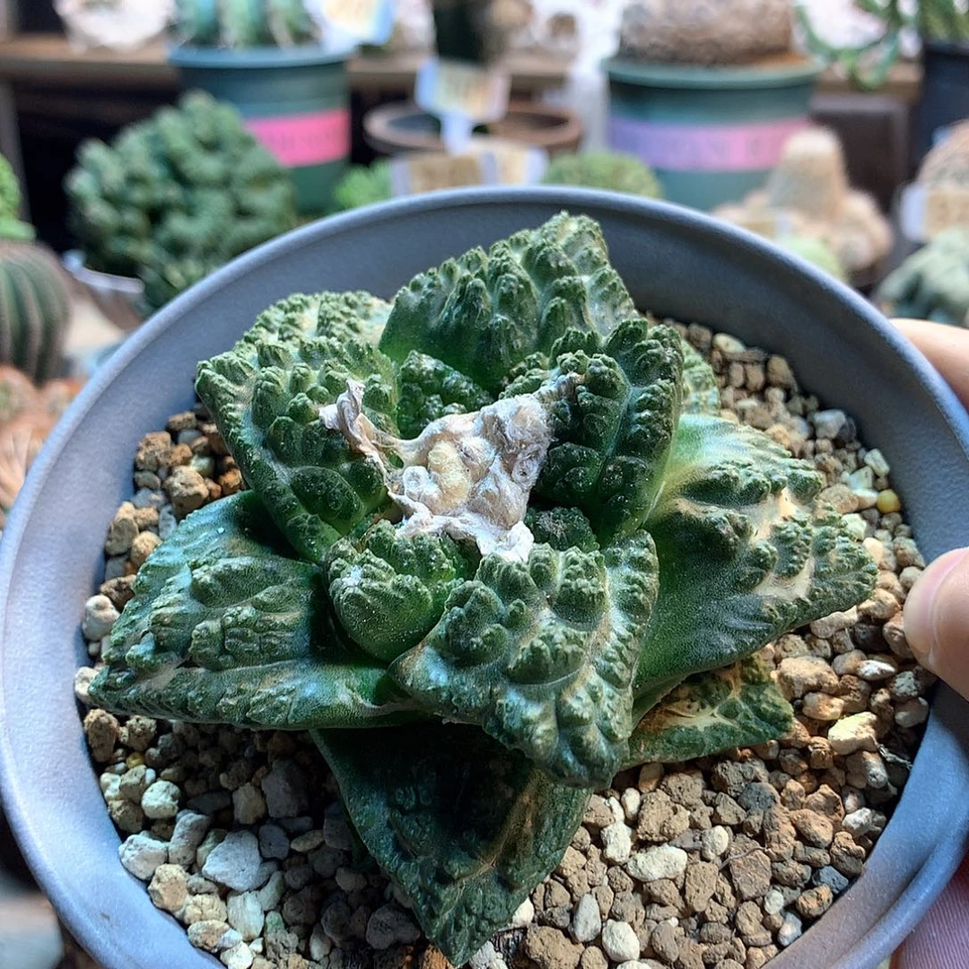 实生龟甲牡丹