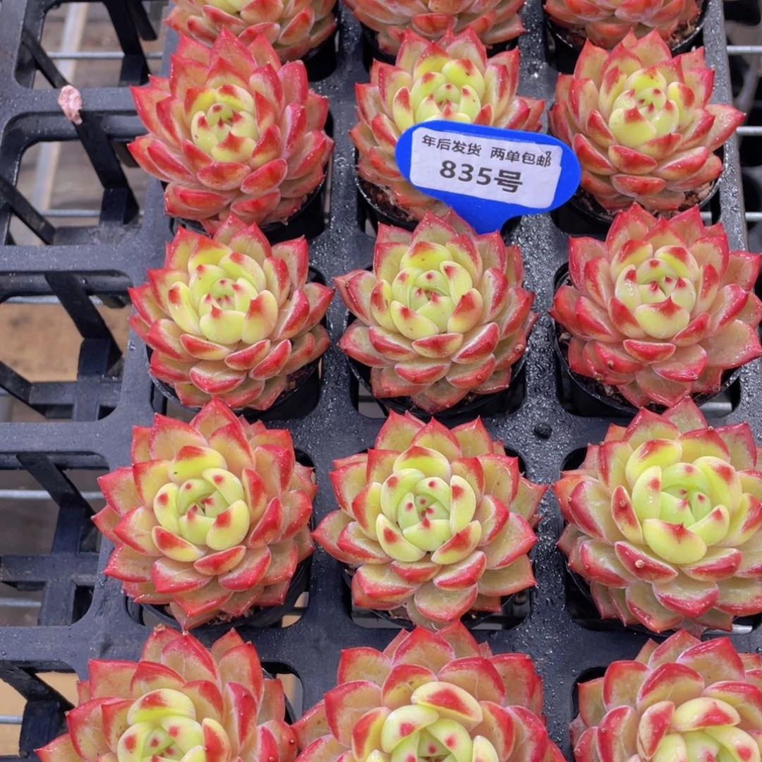 835号 冰透珍妮夜魔侠单头两个