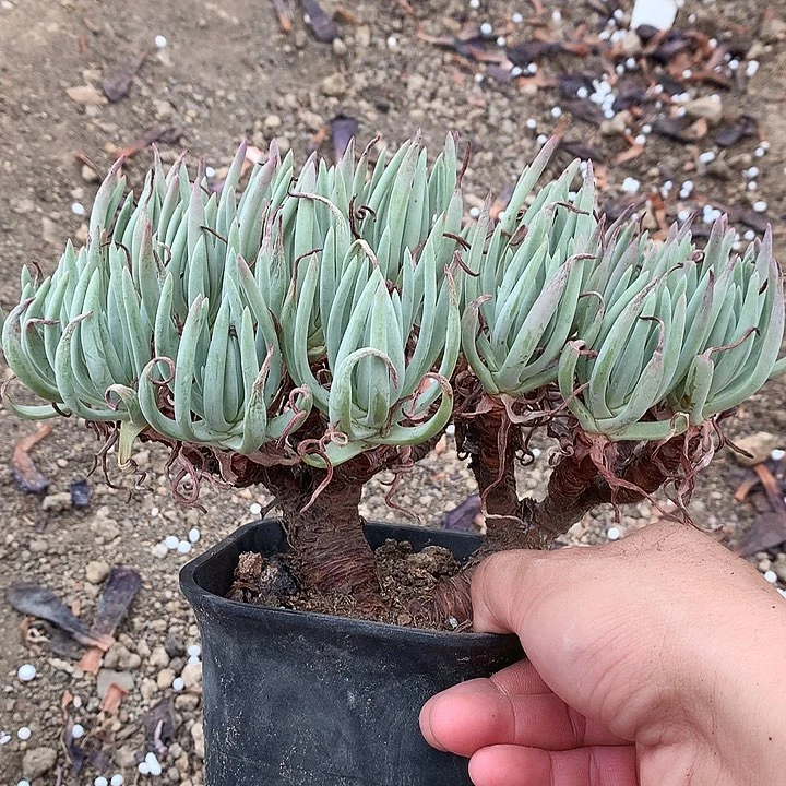 0001仙女杯多肉植物