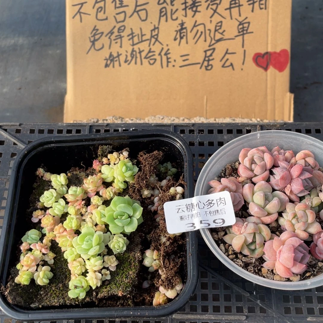 云糖心多肉植物359