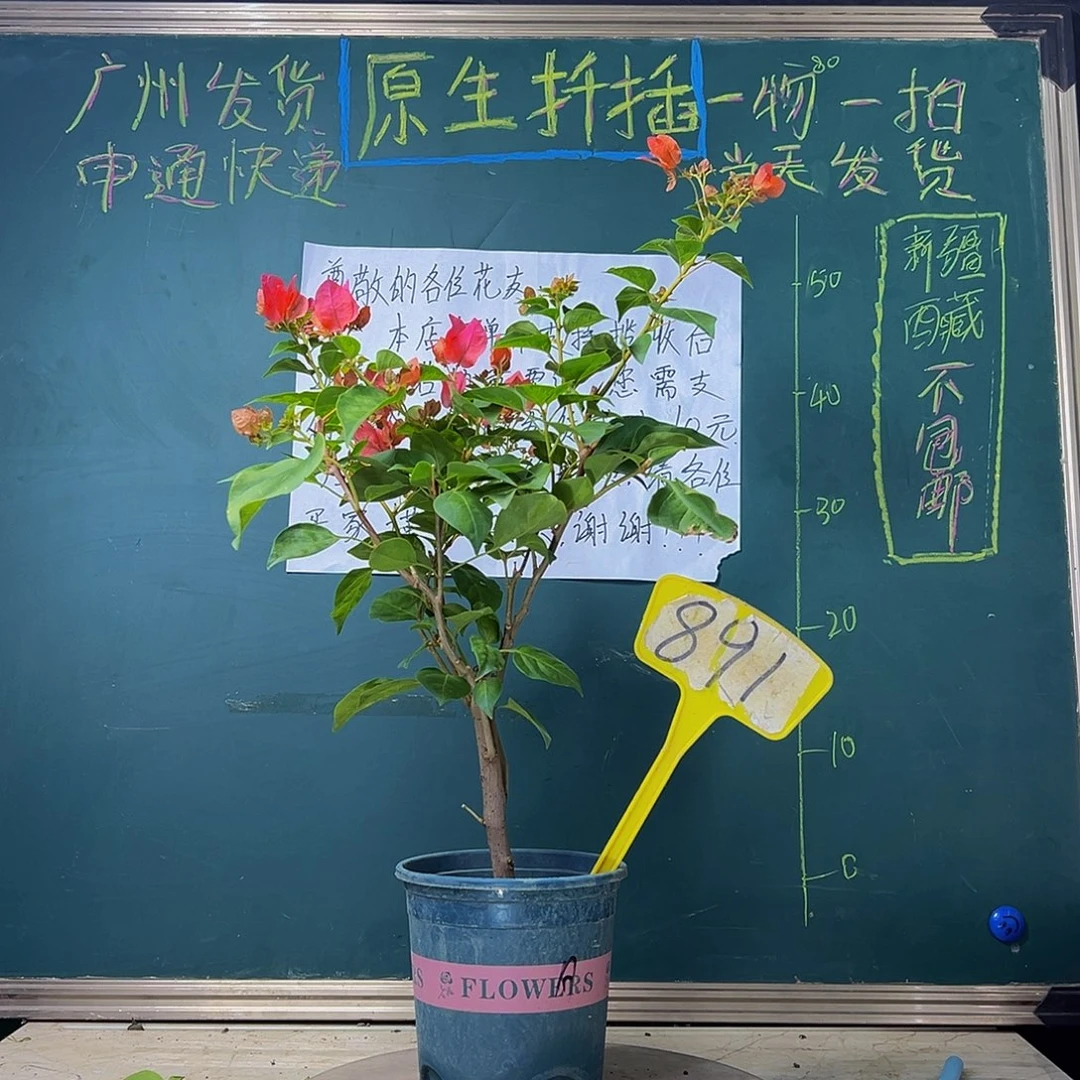 当前无花栽培后可以开花  暗斑夕阳红  891