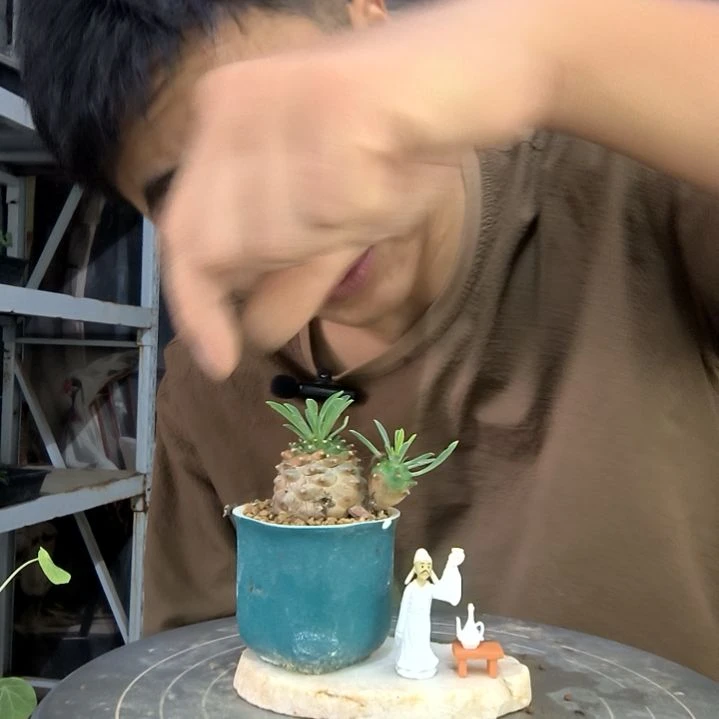 芒**冰中青园艺一物一拍102