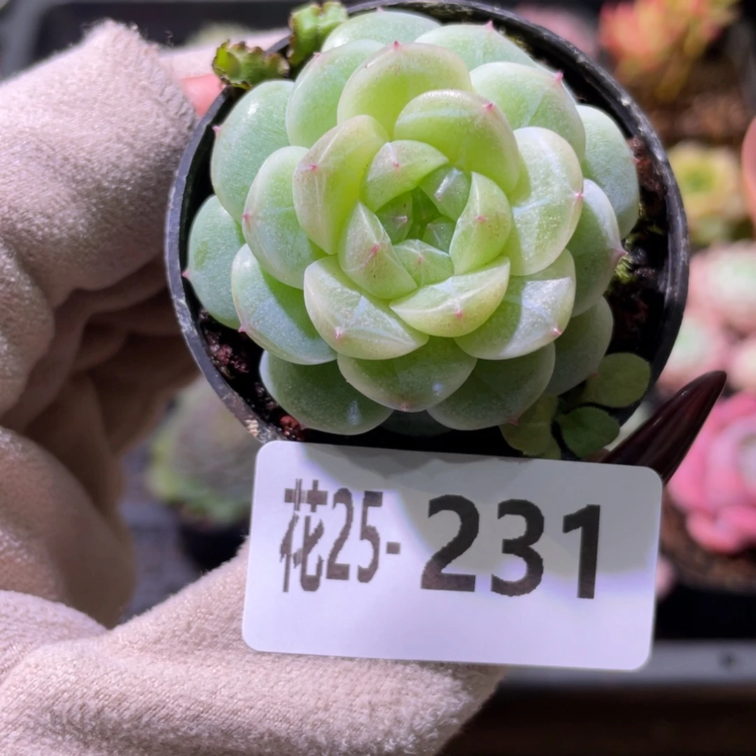 花利美25-231新品