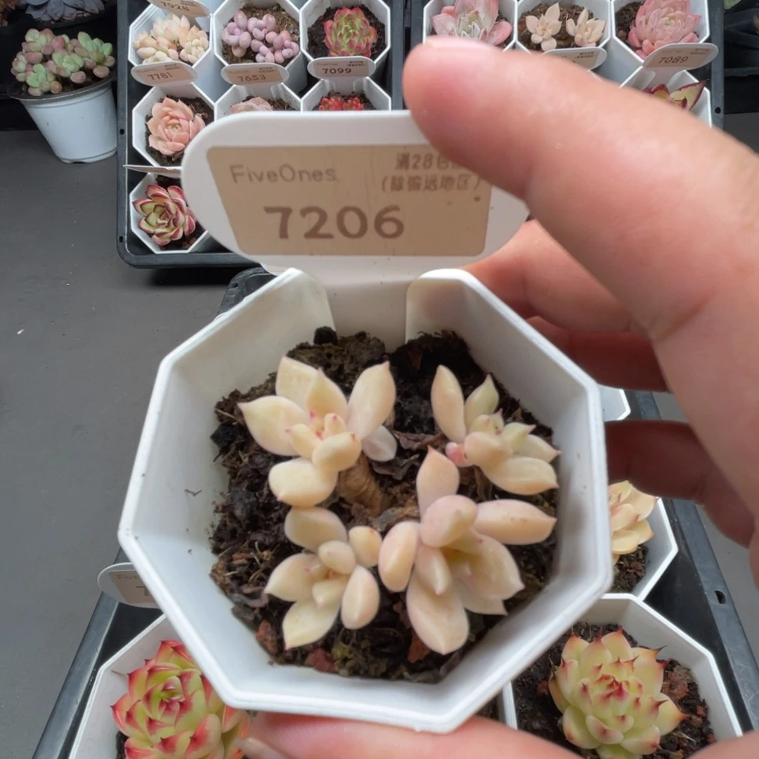 7206璀璨 4.5厘米