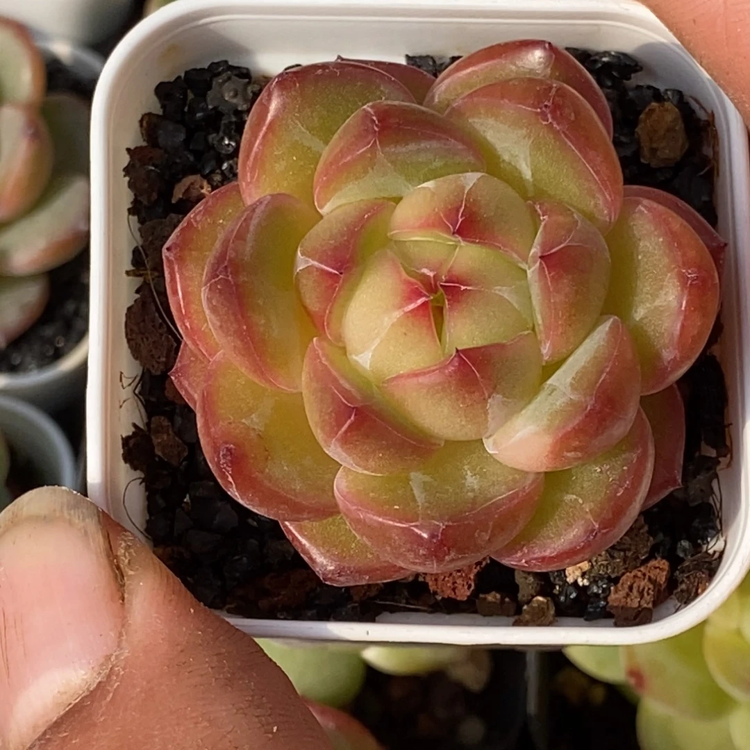 天官赐福百无禁忌