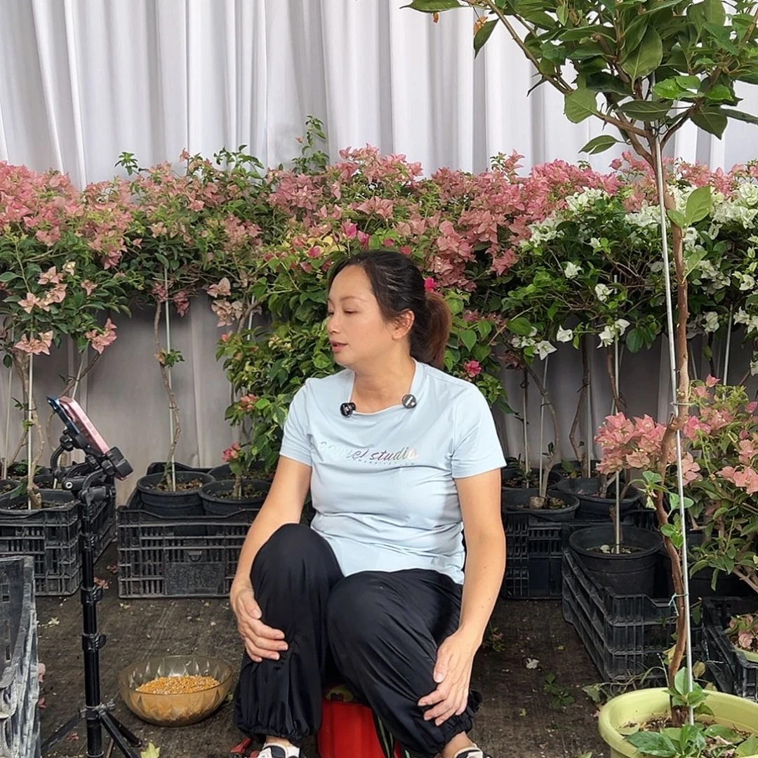 当前无花栽培后可以开花三角梅50