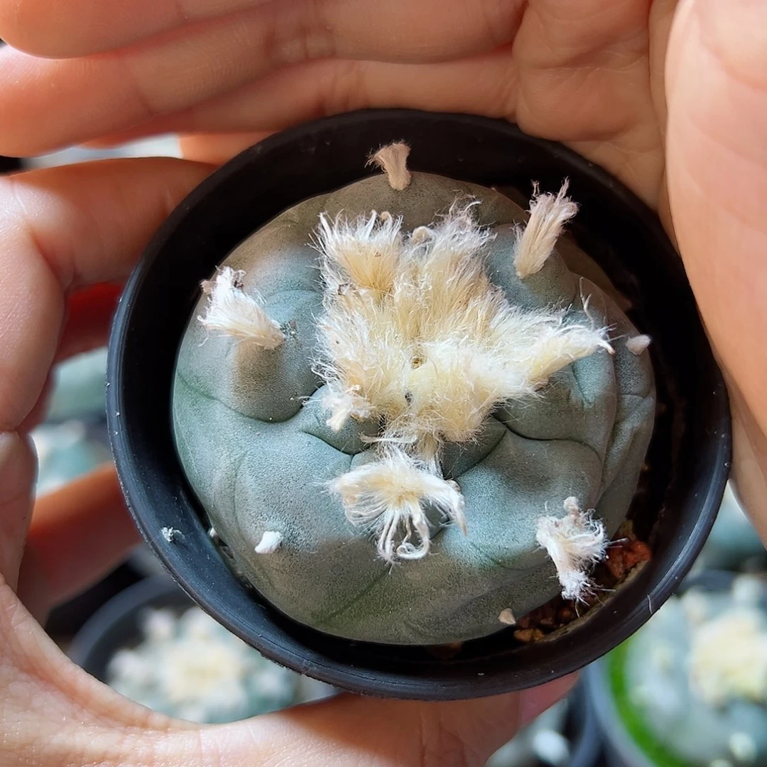 实生长毛kk勒骨乌4.8公分带盆