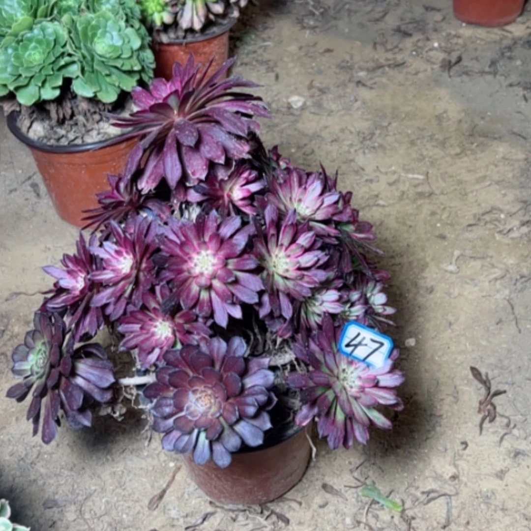 【闪购商品】每****笑多肉植物黑妖姬不周正47