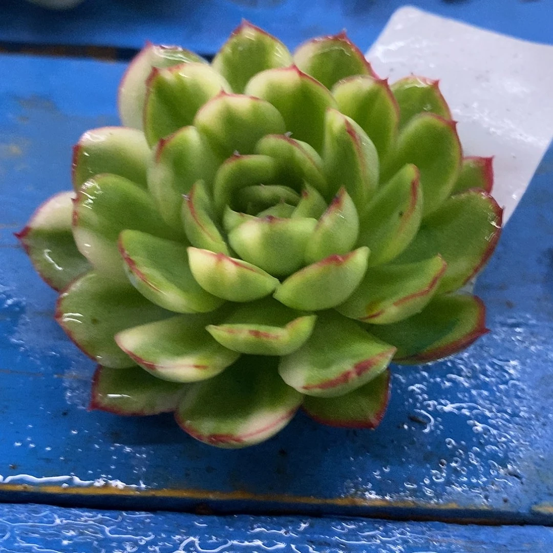 454草莓冰彩锦炸多肉