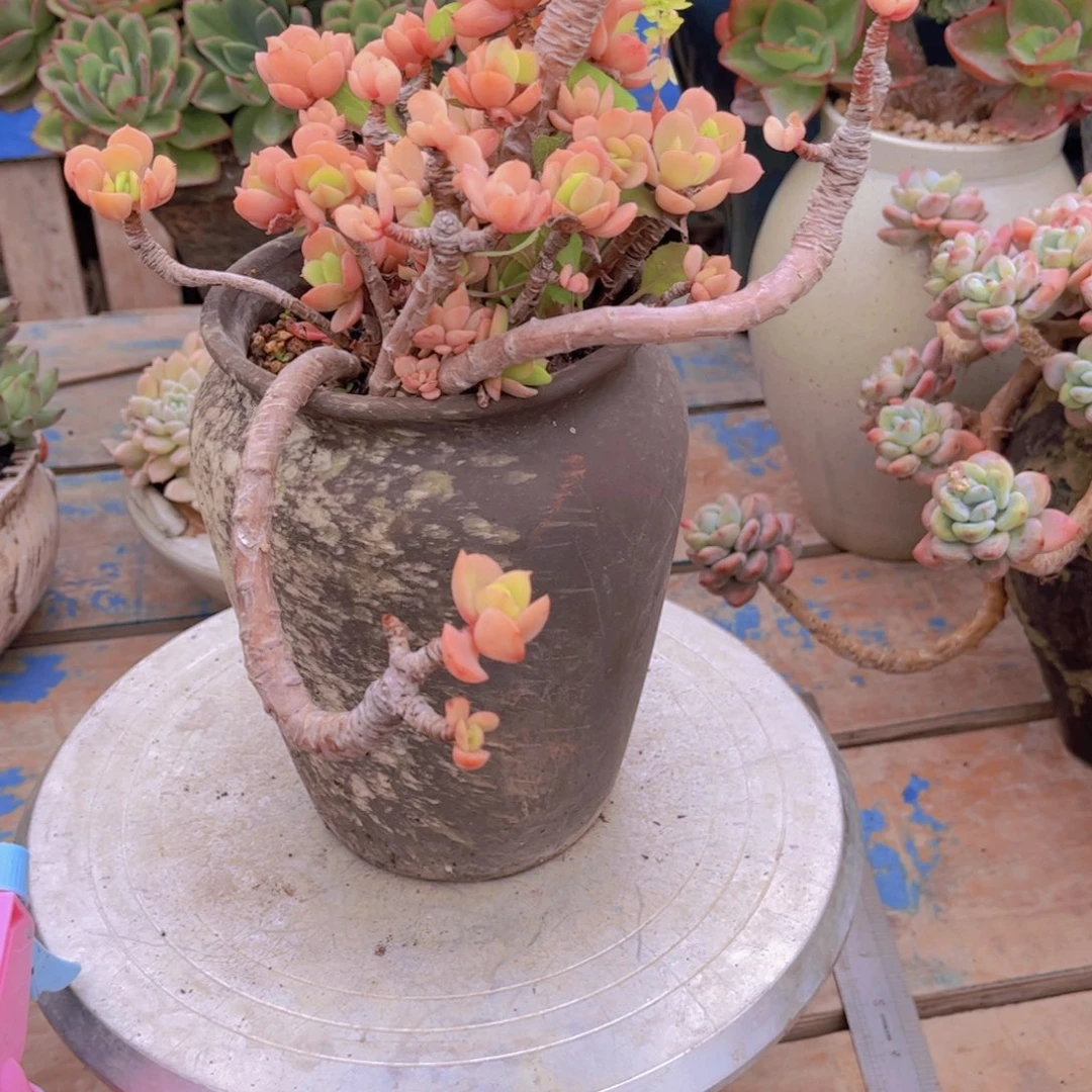 黄*惠多肉植物保护
