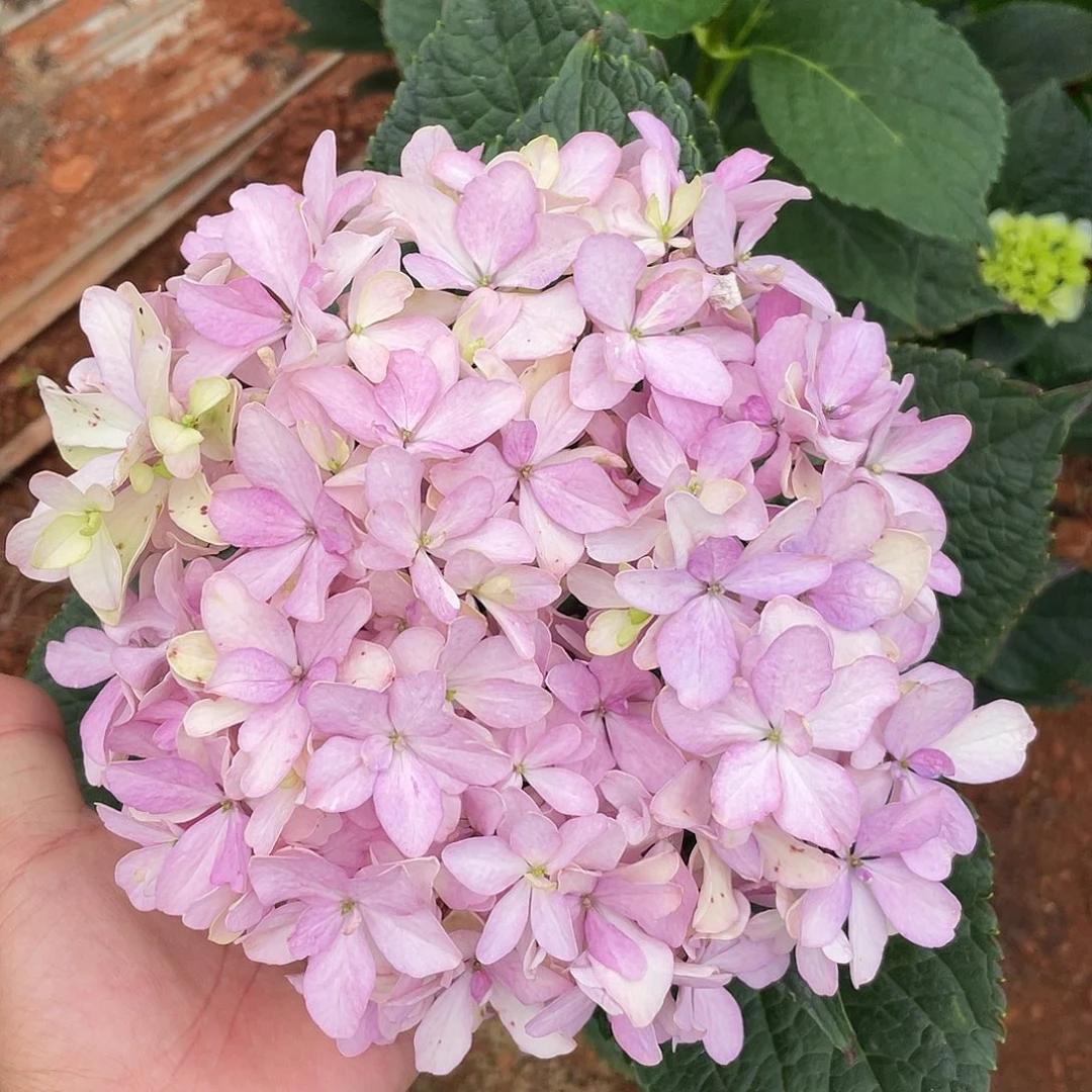 绣球切花一物一拍3枝起包邮，83
