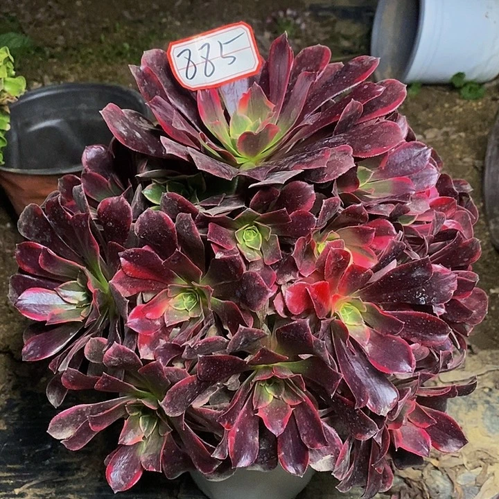 沉****金丝雀老桩捧花885号