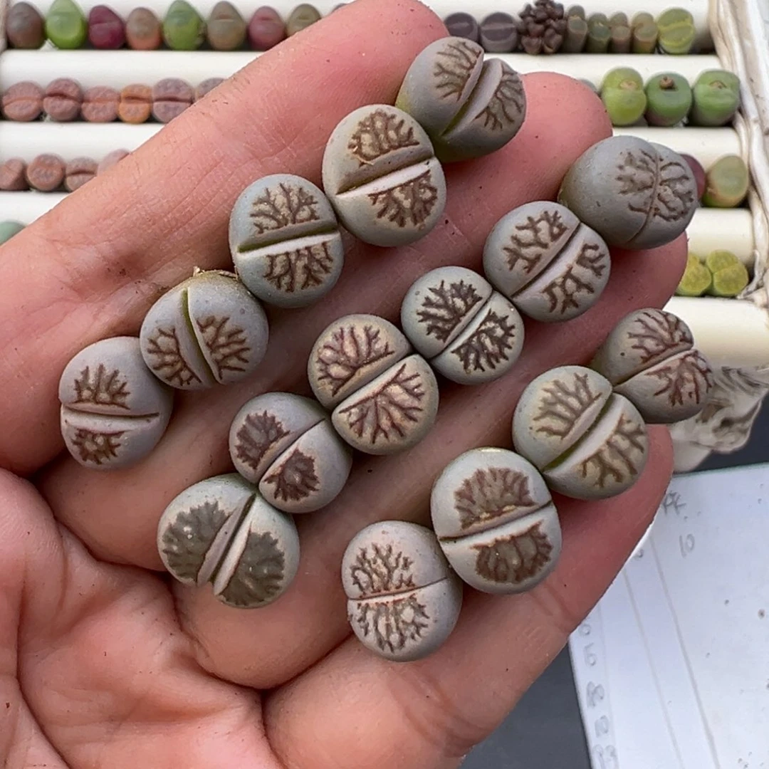 零***歌12.10好看的多肉脱土发货686