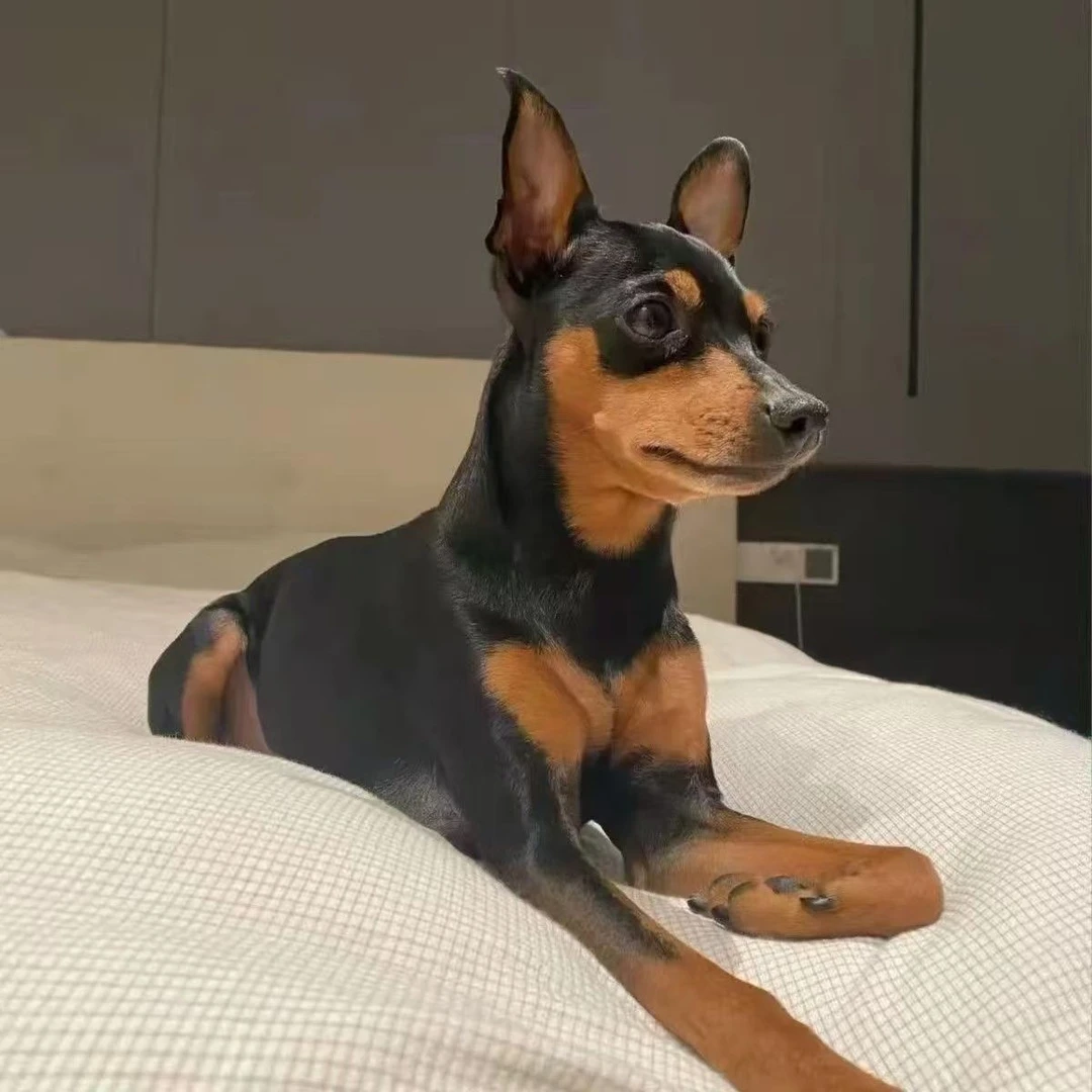 小鹿犬宠物狗活体幼犬迷你笃宾犬宠物狗小型犬铁包金陪伴