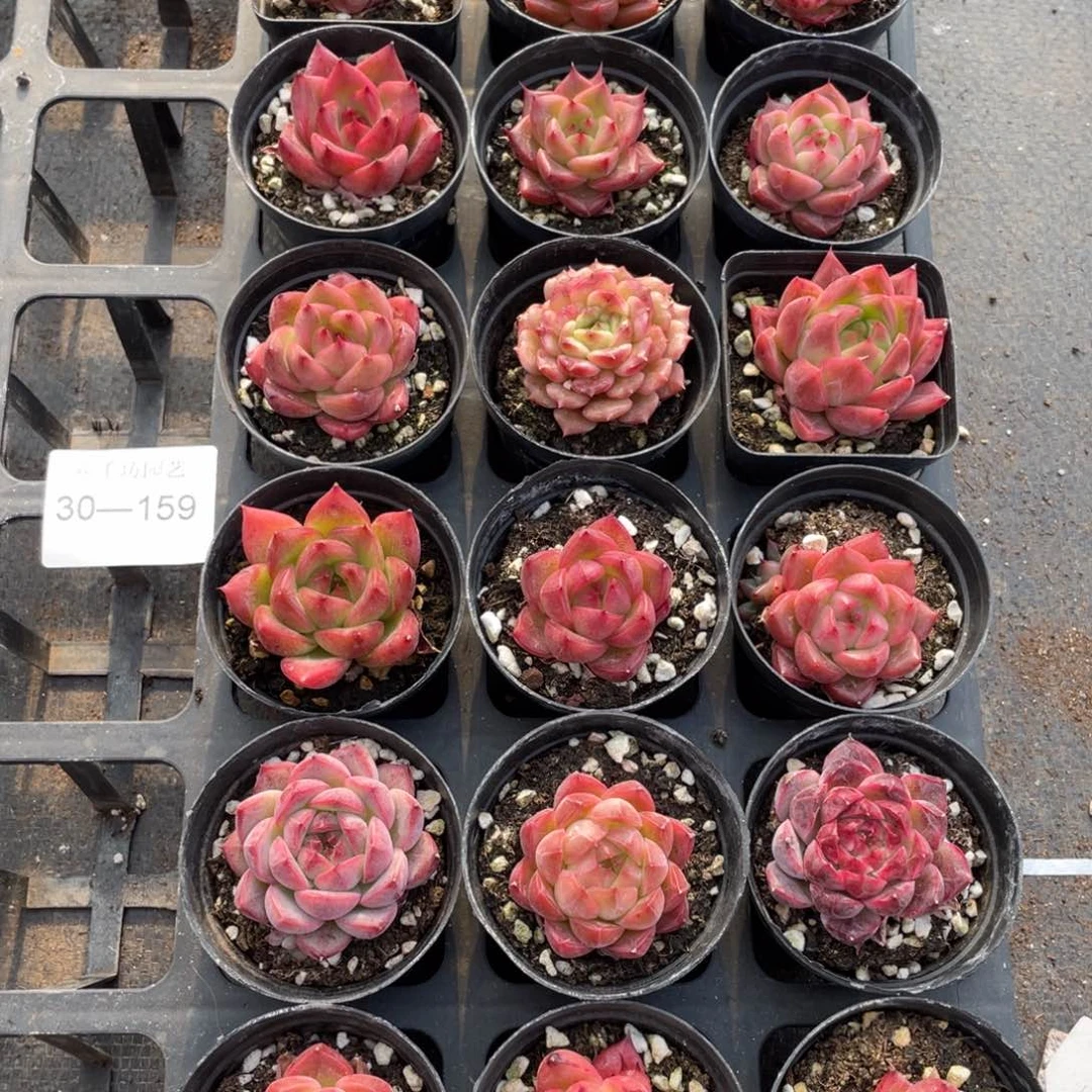 一物一拍18颗30-159