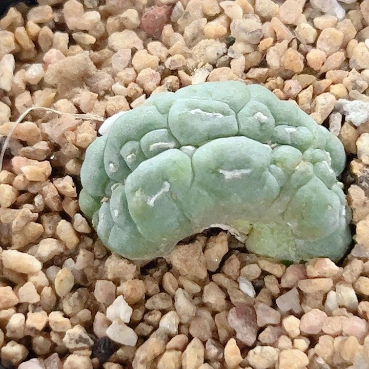 海鲜缀自根仙人球