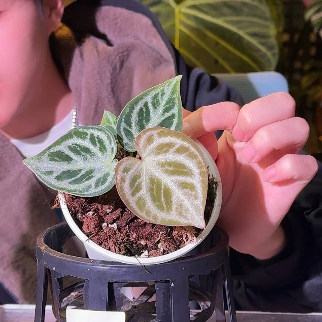 不开花植物G850银虎杂铜锣烧