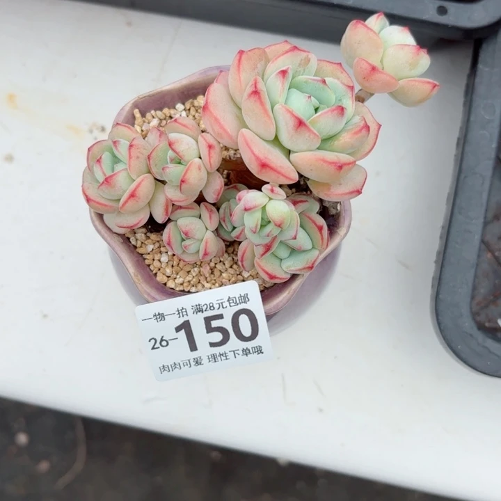 白底香草无盆土发货无