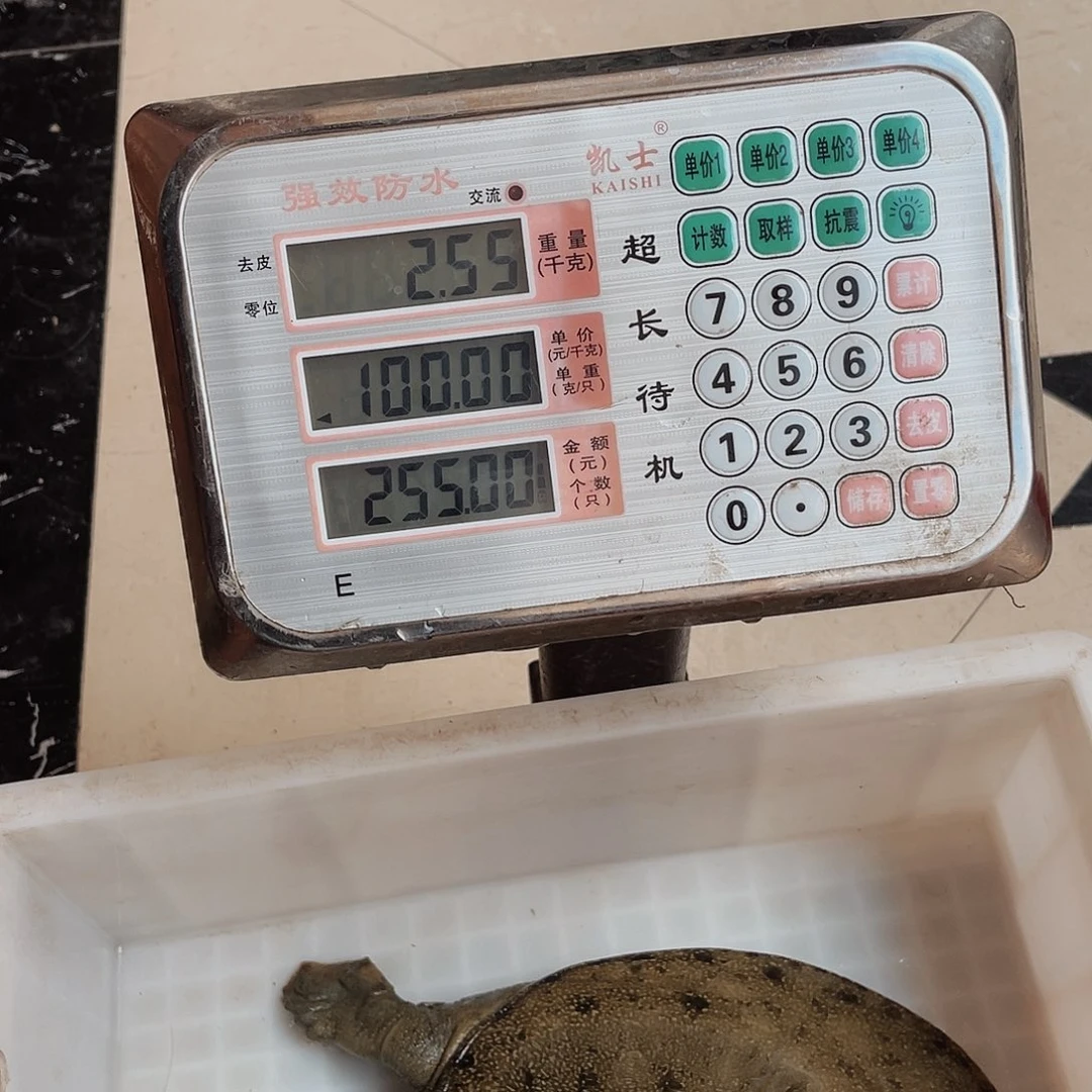 野生甲鱼包邮包活