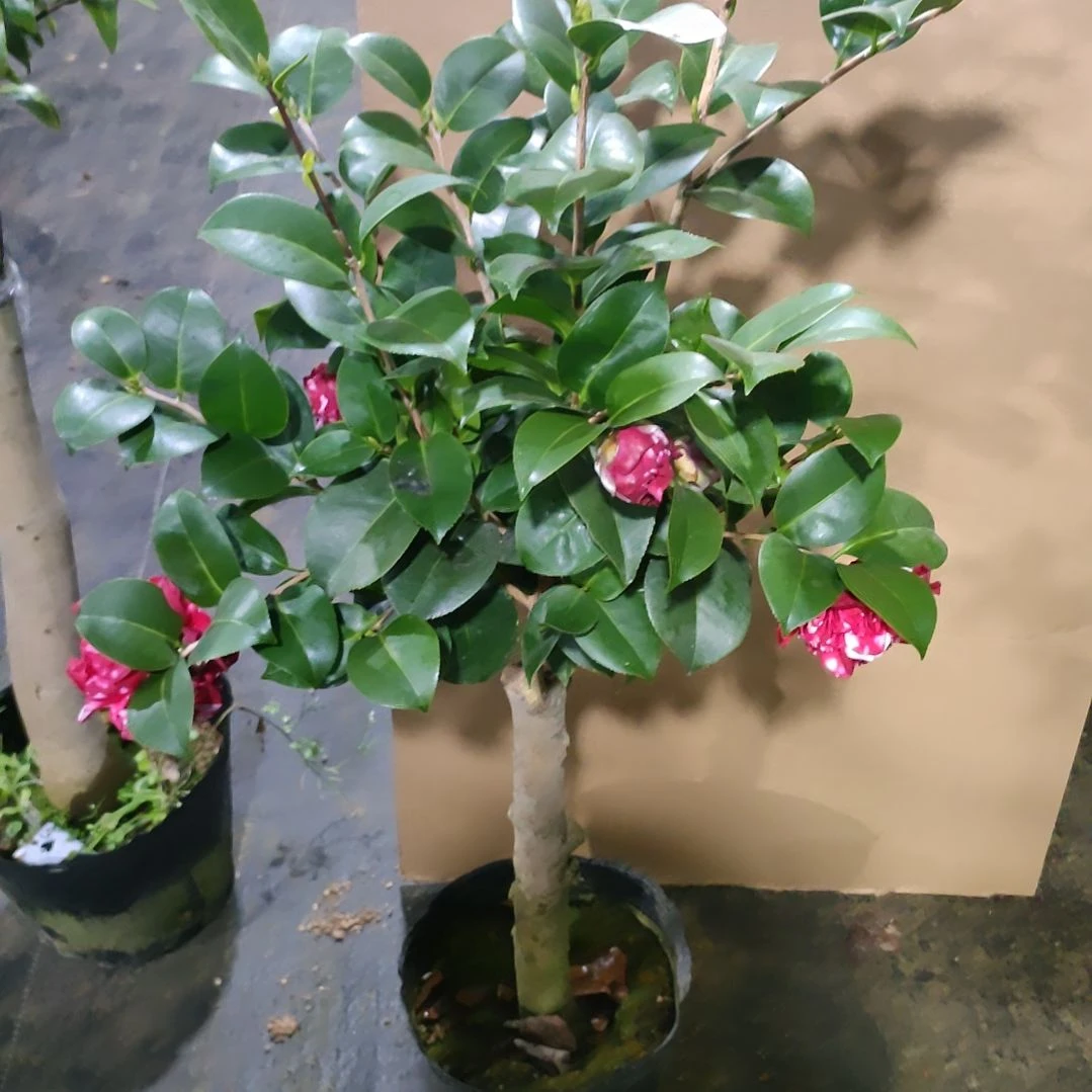 353花佛鼎，原盆原土发货
