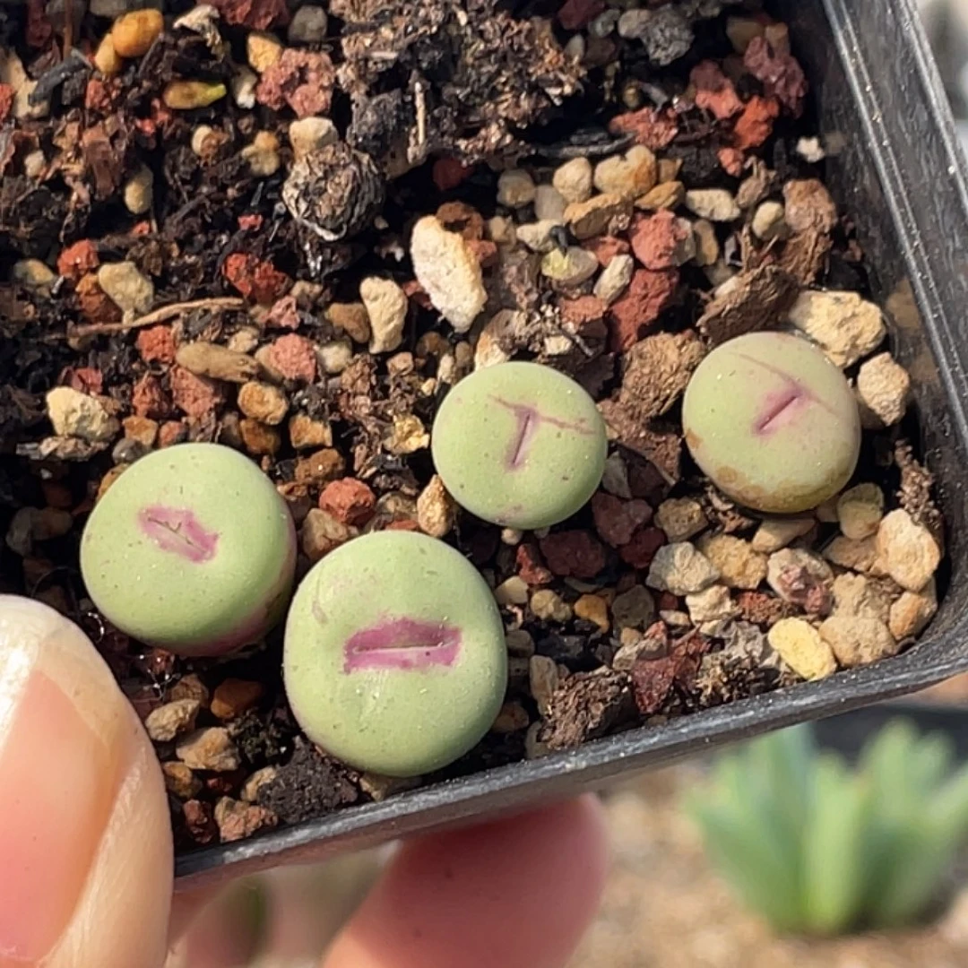25-30嘴多肉植物肉锥