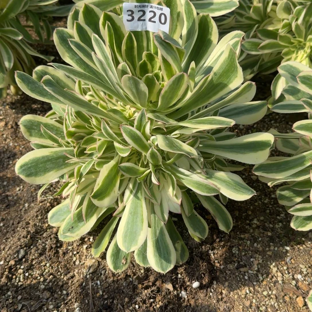 涛*a3220白兰地寄养到秋