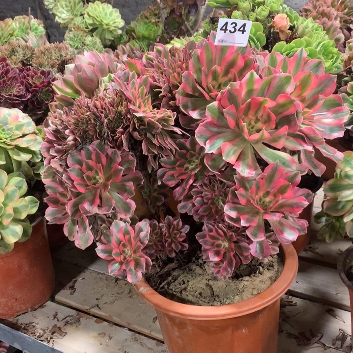 434粉女巫缀多肉法师