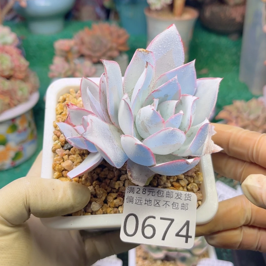 大0674:？xb xv vb b n