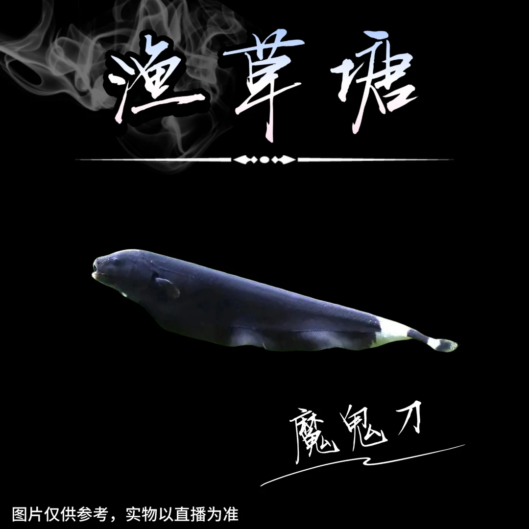【渔草塘】魔鬼刀鱼 羽毛鱼热带观赏鱼好养耐活可混养
