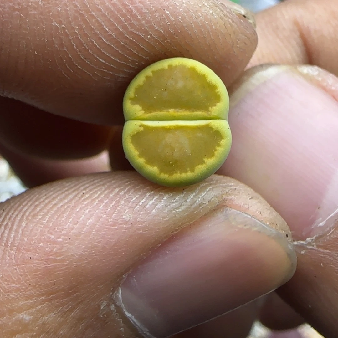 585 生石花大棚直播