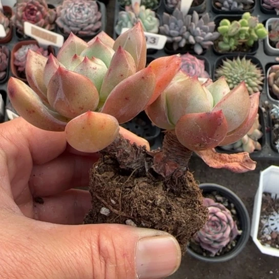 68白夜香槟多肉植物多