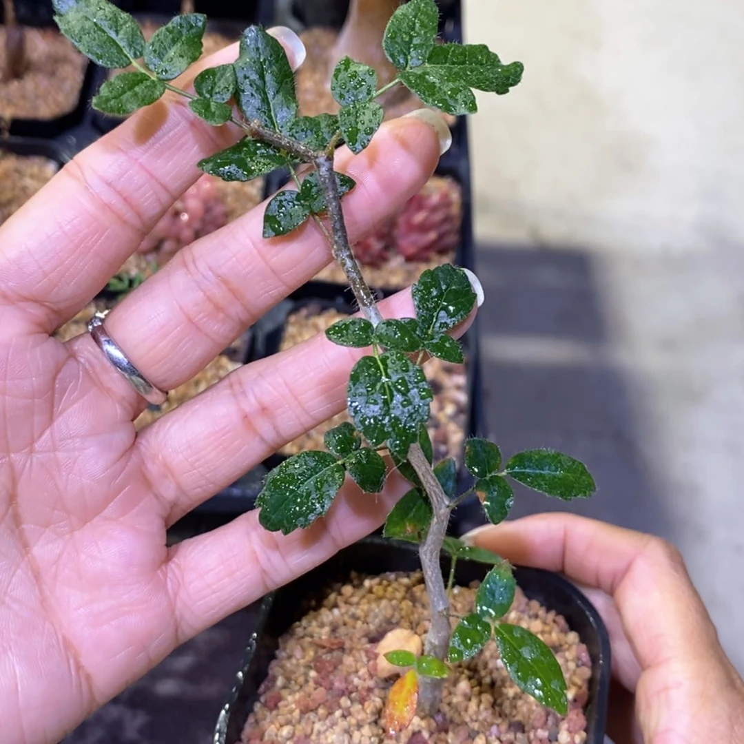 【闪购商品】滔天橄榄