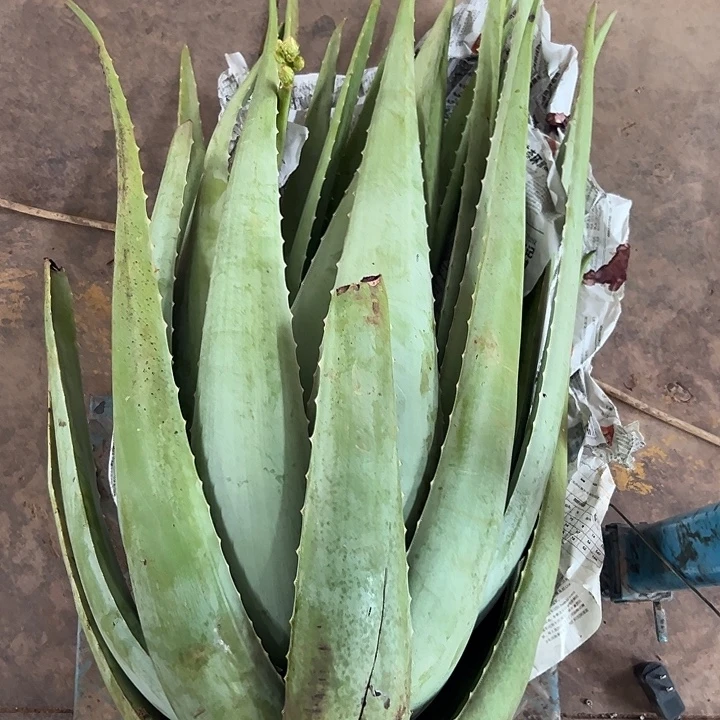 无花朵整颗40斤重库拉索芦荟
