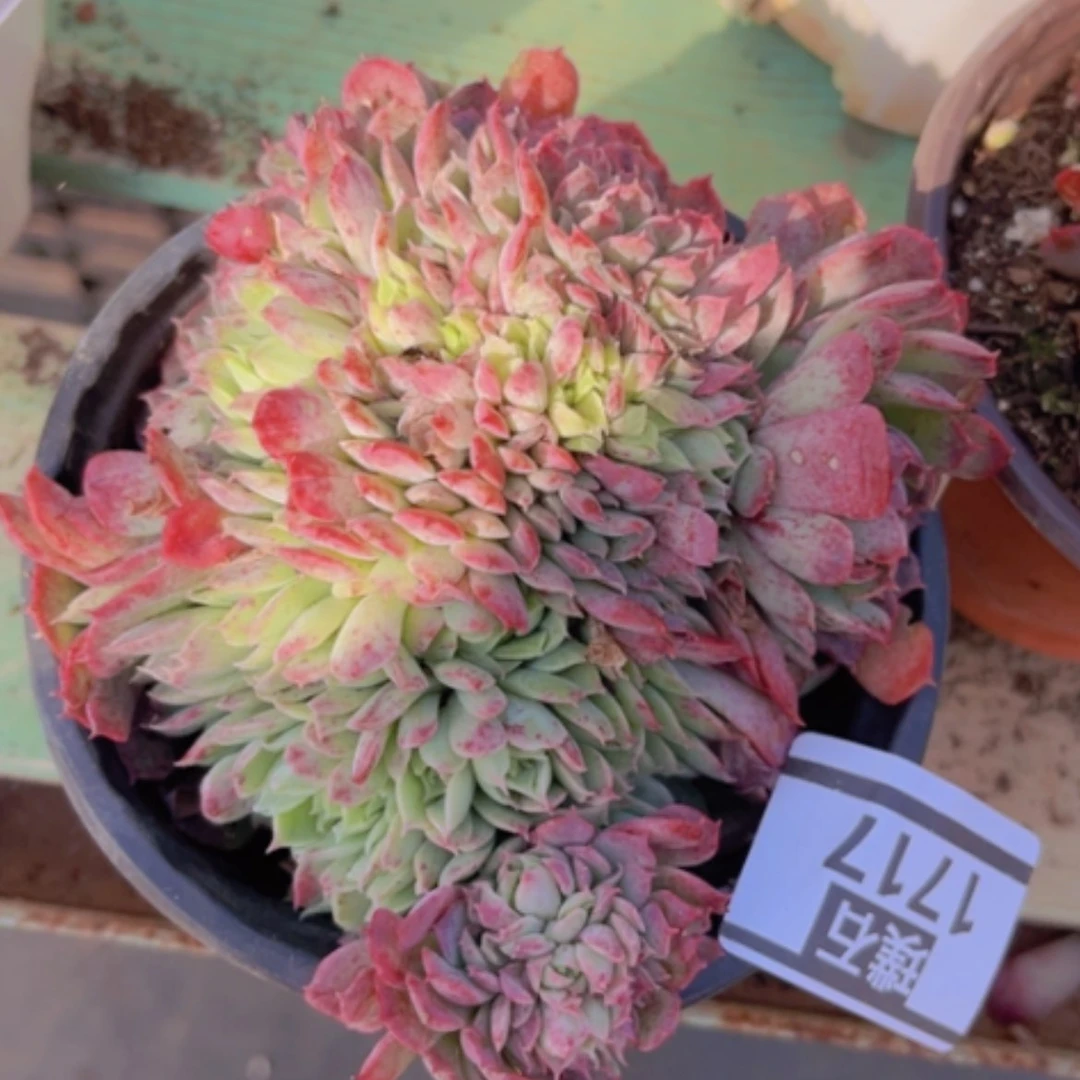 【闪购商品】朱砂痣缀1717