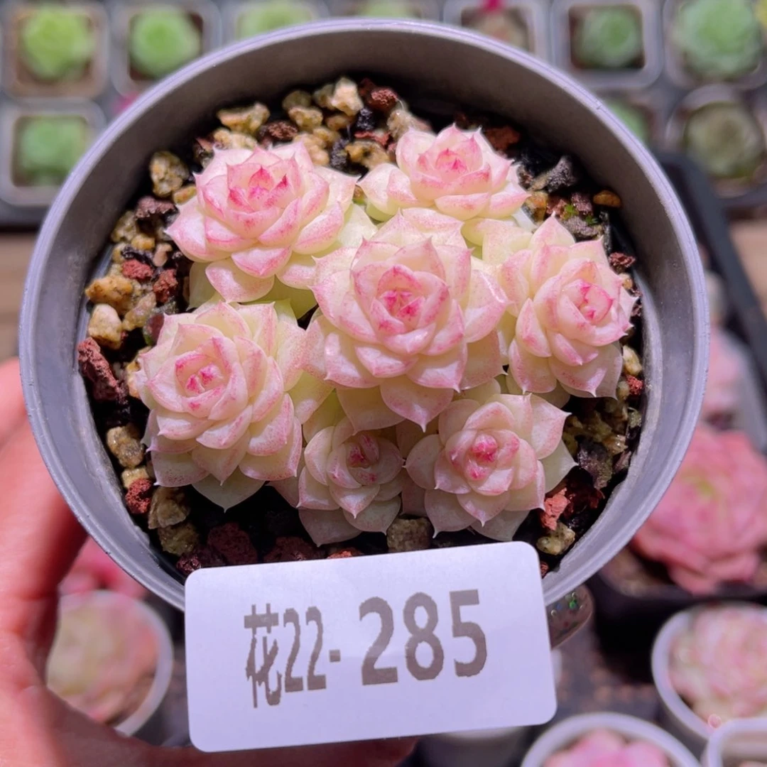 花利美22-285白天鹅