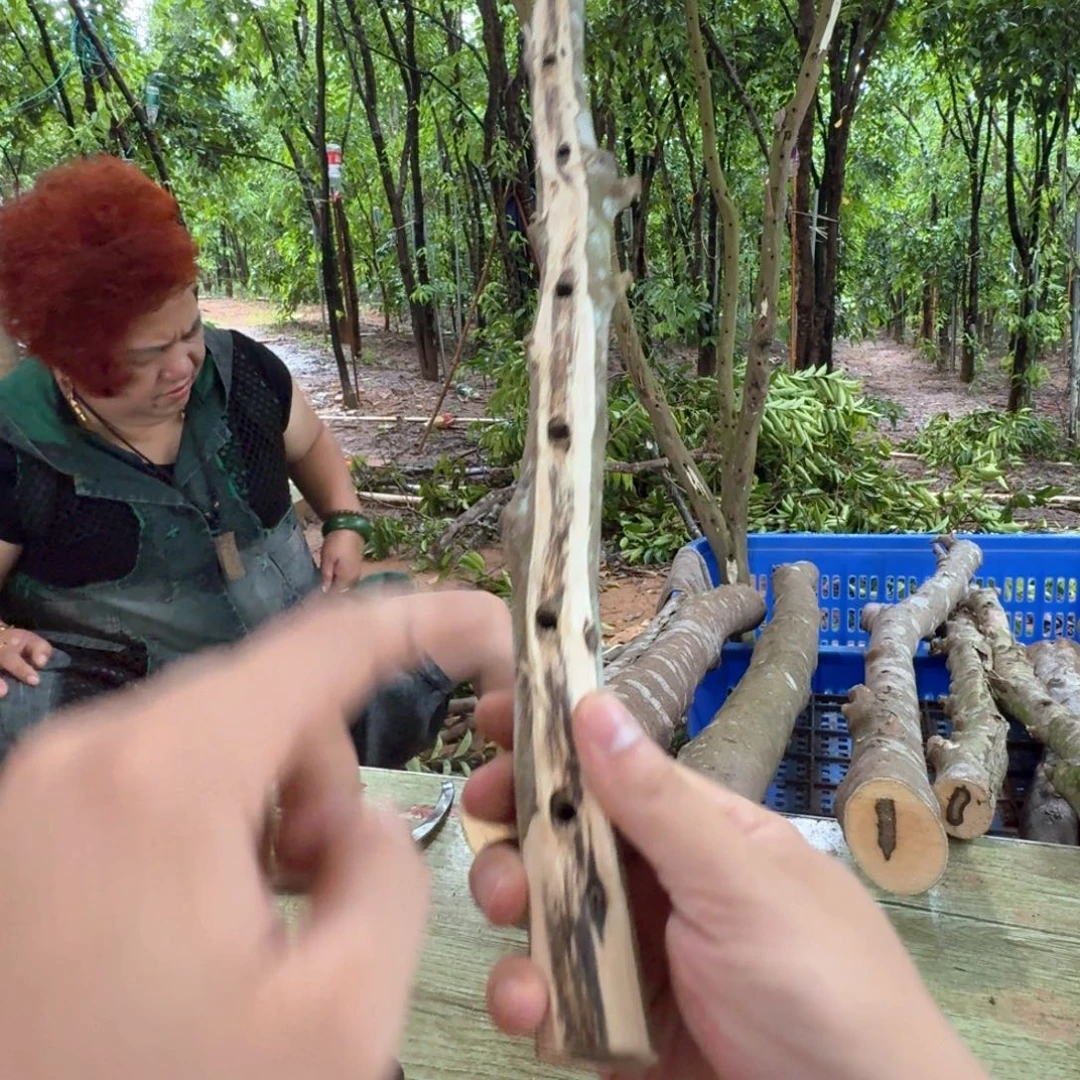 线香奇楠沉香原木