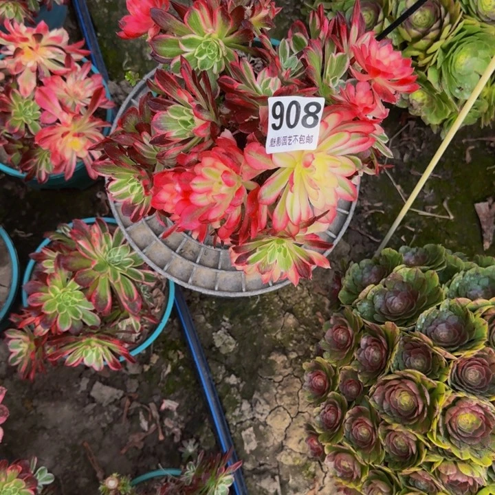 十万加 29-30包邮花花