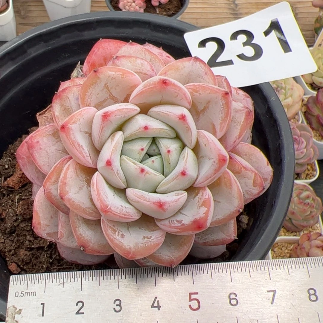 231 多肉植物组合盆栽