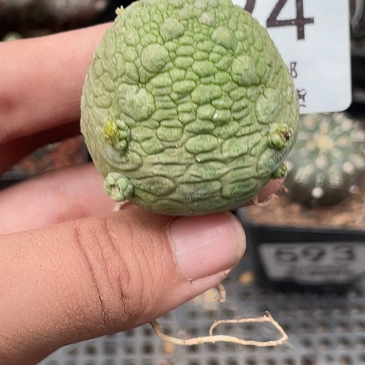 594凝蹄玉仙人球 3cm左右