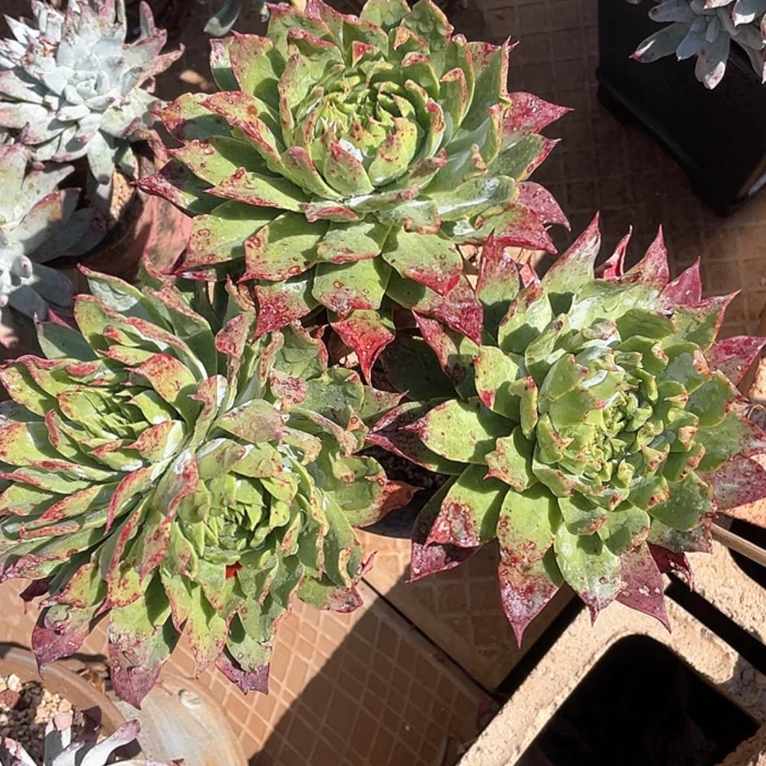 【闪购商品】绿帕杂坎代缀化