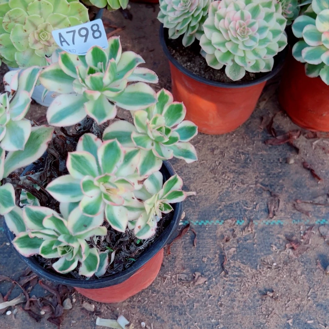 白***依798燕姿多肉植物法师