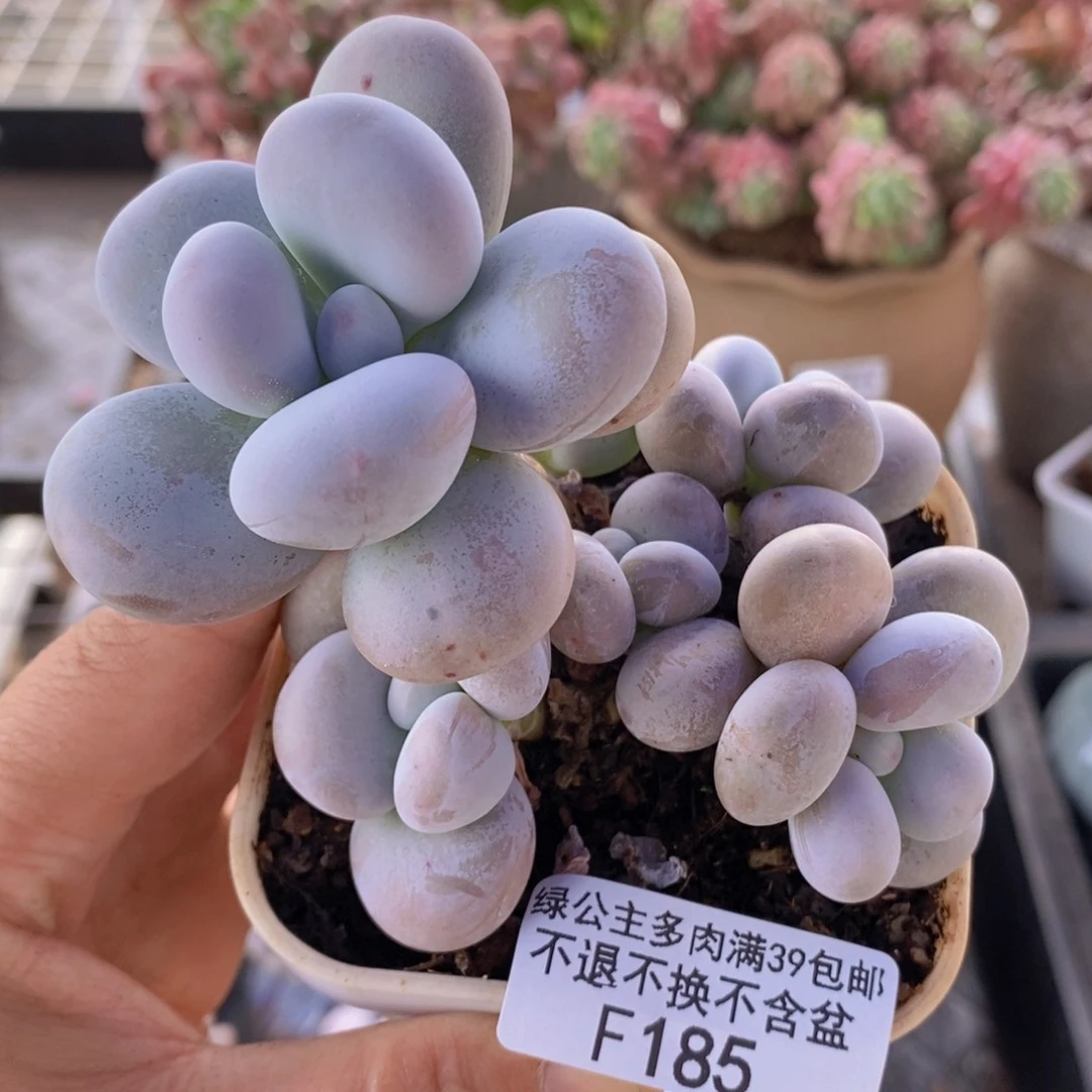 芭比奶洛7cm185多肉植物