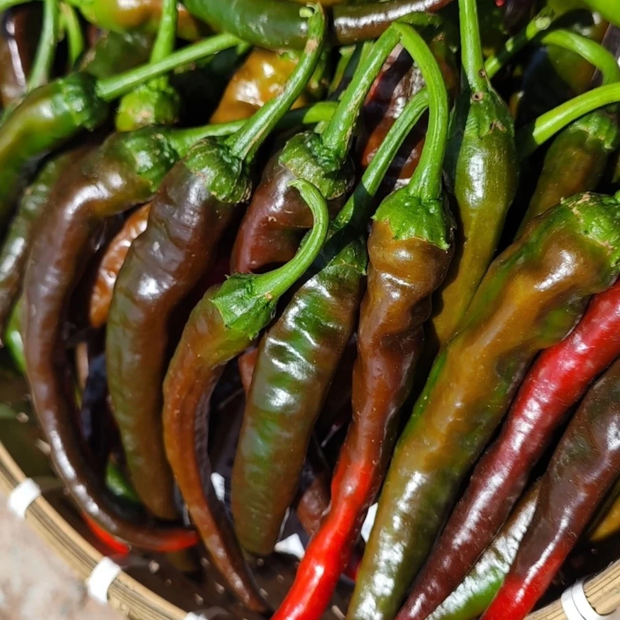 湖南麻阳本地老品种山辣椒新鲜采摘农家辣椒薄皮香脆口感好