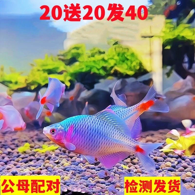 七彩鳑鲏鱼冷水观赏鱼好养耐活淡水小型鱼原生鱼