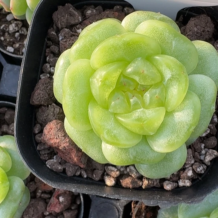 1012-8-欧若拉单头一颗